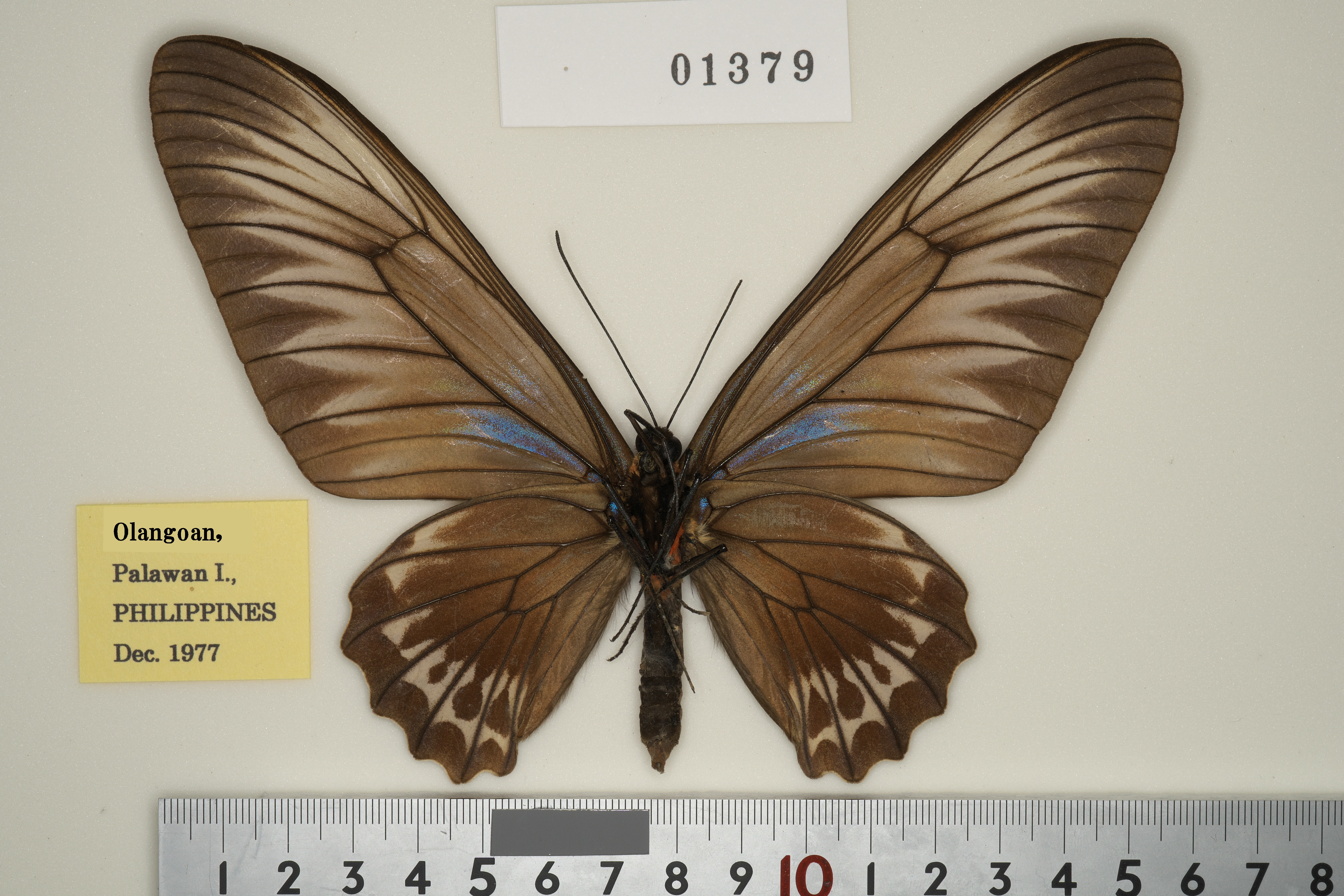 137-01379 | トリバネアゲハデジタル大図鑑（大屋崇コレクション）